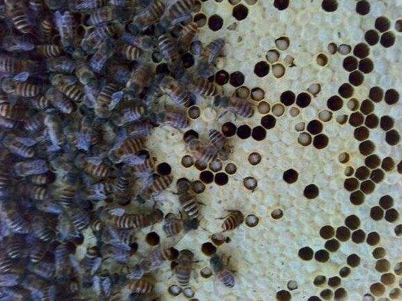 中蜂囊狀幼蟲病如何防治？